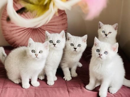 Reinrassige BKH kitten mit Stammbaum