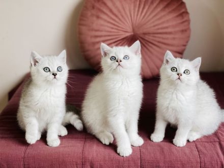 Reinrassige BKH kitten mit Stammbaum