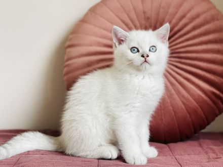 Reinrassige BKH kitten mit Stammbaum