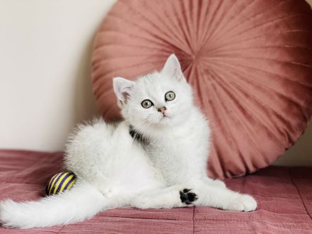 Reinrassige BKH kitten mit Stammbaum