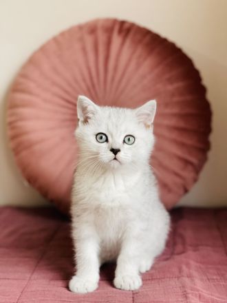 Reinrassige BKH kitten mit Stammbaum