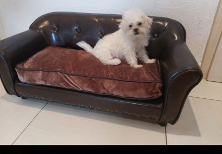 Shih-Tzu Weibchen Weiß cremig