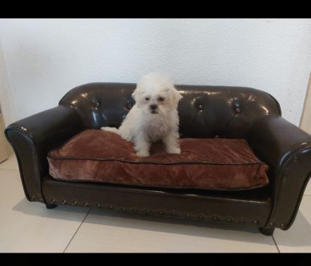 Shih-Tzu Weibchen Weiß cremig