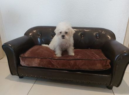 Shih-Tzu Weibchen Weiß cremig