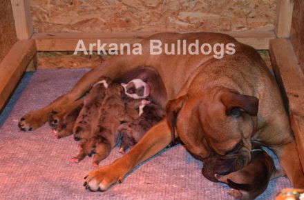 Arkana Bulldogs