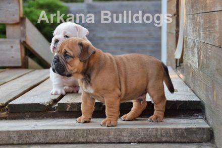 Arkana Bulldogs