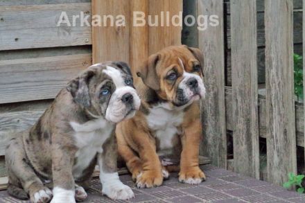 Arkana Bulldogs