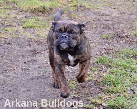 Arkana Bulldogs