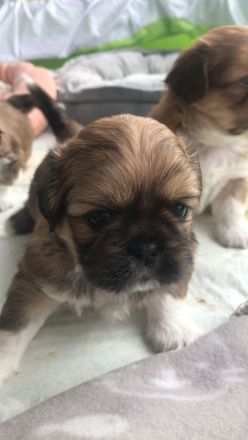 Welpen Chihuahua-Pekinese
