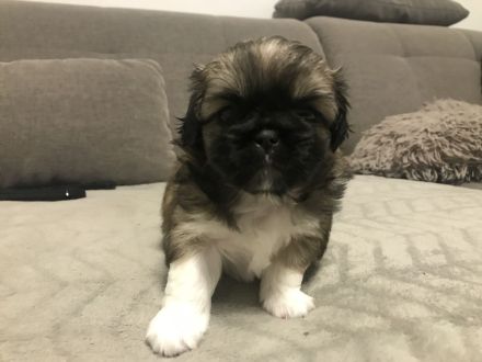 Welpen Chihuahua-Pekinese