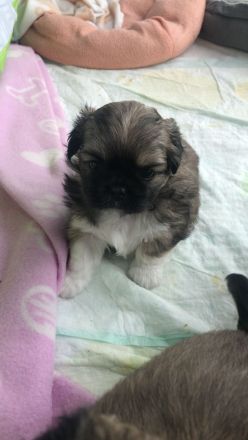 Welpen Chihuahua-Pekinese