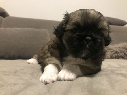 Welpen Chihuahua-Pekinese