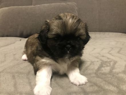 Welpen Chihuahua-Pekinese