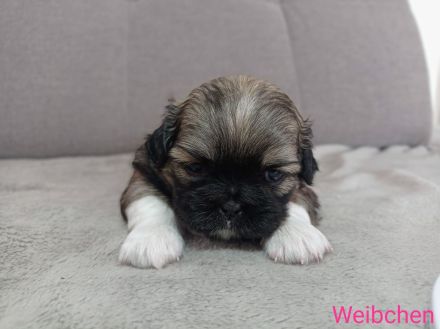 Welpen Chihuahua-Pekinese