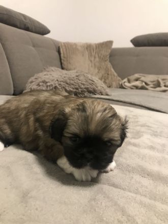 Welpen Chihuahua-Pekinese