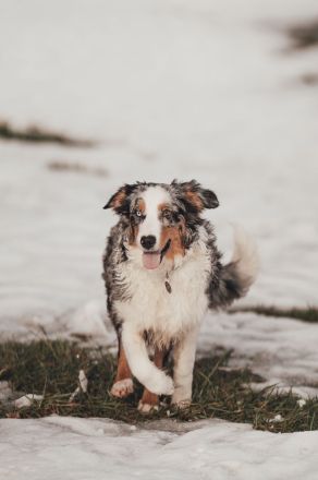 Australian Shepherd Blue Merle Hündin