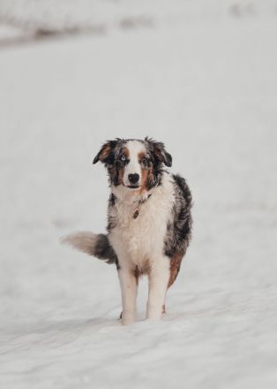 Australian Shepherd Blue Merle Hündin