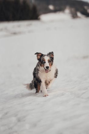 Australian Shepherd Blue Merle Hündin