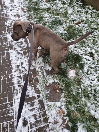 Alternativ Bulldogge