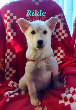 Husky Welpen suchen liebevolle und verantwortungsvolle neue Besitzer