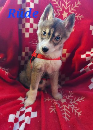 Husky Welpen suchen liebevolle und verantwortungsvolle neue Besitzer