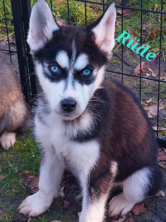 Husky Welpen suchen liebevolle und verantwortungsvolle neue Besitzer