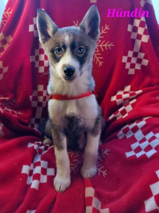 Husky Welpen suchen liebevolle und verantwortungsvolle neue Besitzer