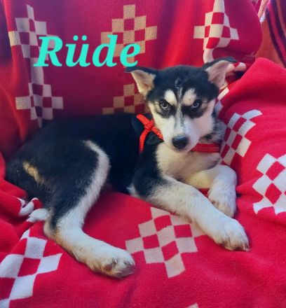 Husky Welpen suchen liebevolle und verantwortungsvolle neue Besitzer