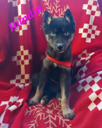 Husky Welpen suchen liebevolle und verantwortungsvolle neue Besitzer