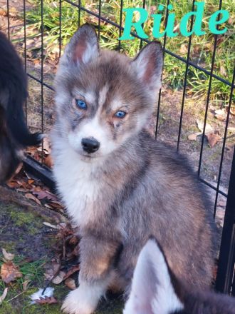 Husky Welpen suchen liebevolle und verantwortungsvolle neue Besitzer