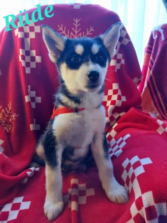 Husky Welpen suchen liebevolle und verantwortungsvolle neue Besitzer