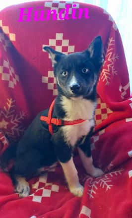 Husky Welpen suchen liebevolle und verantwortungsvolle neue Besitzer