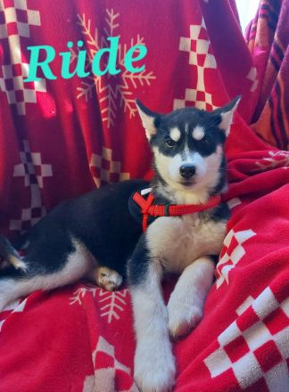 Husky Welpen suchen liebevolle und verantwortungsvolle neue Besitzer