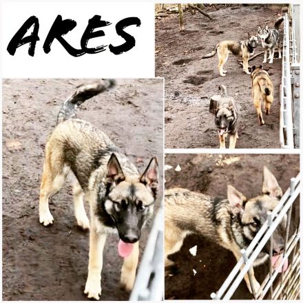 BELUSKY Belgischer Schäferhund Malinois x Siberian Husky Hund Welpen 6m NUR NOCH 1 Hündin & 1 Rüde