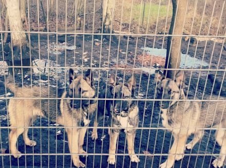 BELUSKY Belgischer Schäferhund Malinois x Siberian Husky Hund Welpen 6m NUR NOCH 1 Hündin & 1 Rüde