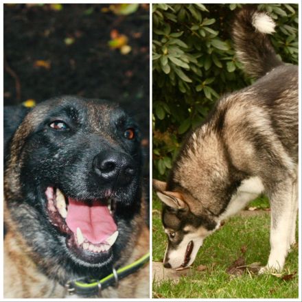 BELUSKY Belgischer Schäferhund Malinois x Siberian Husky Hund Welpen 6m NUR NOCH 1 Hündin & 1 Rüde