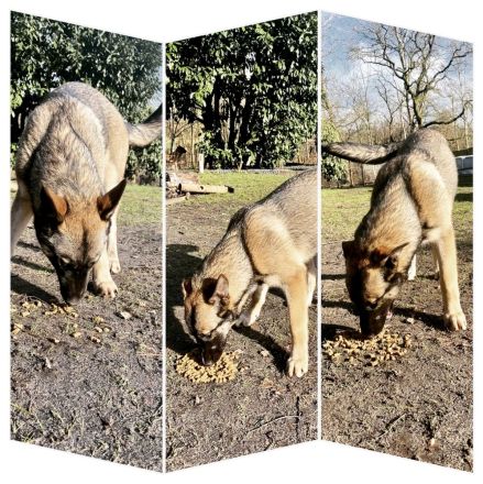 BELUSKY Belgischer Schäferhund Malinois x Siberian Husky Hund Welpen 6m NUR NOCH 1 Hündin & 1 Rüde