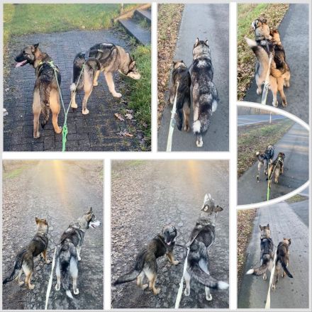 BELUSKY Belgischer Schäferhund Malinois x Siberian Husky Hund Welpen 6m NUR NOCH 1 Hündin & 1 Rüde