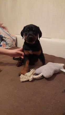 Dobermann - Dalmatiner Mix Welpen, 3 Rüden