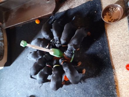 Dobermann - Dalmatiner Mix Welpen, 3 Rüden
