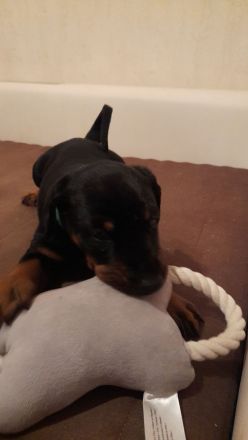 Dobermann - Dalmatiner Mix Welpen, 3 Rüden