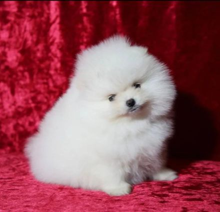 Fabelhafter 4 Pomeranian-Zwergwelpen