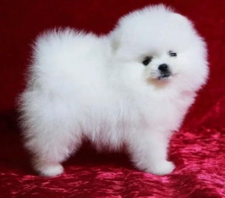 Fabelhafter 4 Pomeranian-Zwergwelpen