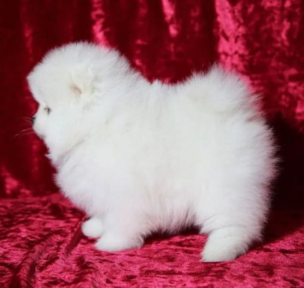 Fabelhafter 4 Pomeranian-Zwergwelpen