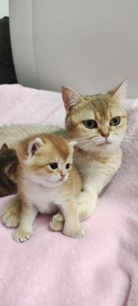 BKH Kätzchen sind britische Chinchillas. Golden schel