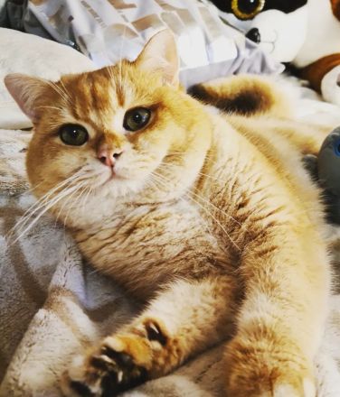 BKH Kätzchen sind britische Chinchillas. Golden schel