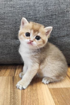 BKH Kätzchen sind britische Chinchillas. Golden schel