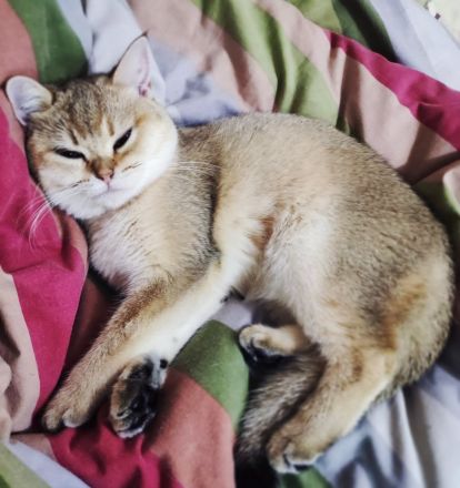 BKH Kätzchen sind britische Chinchillas. Golden schel