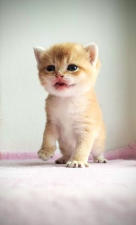 BKH Kätzchen sind britische Chinchillas. Golden schel