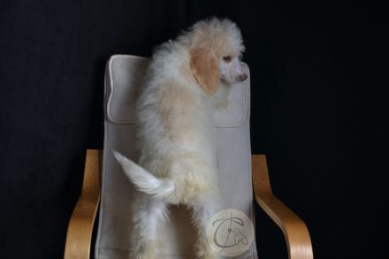 Particolor Grosspudel Königspudel puppies